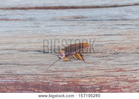 Dead cockroaches in an apartment house on the background of the water faucet. Inside high-rise buildings. Fight with cockroaches in the apartment. Extermination.