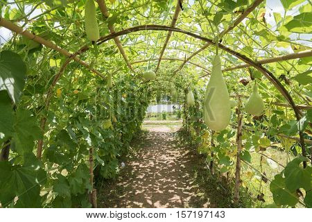 Wax gourd in green vegetable garden/ wax gourd  in Plantation