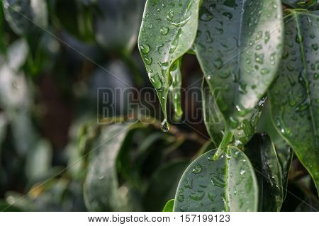 close-up raindrop falling on green leaf of Ficus benjamina raindrops in detail