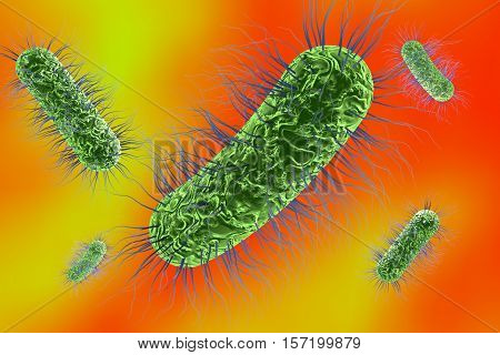 Escherichia coli bacterium, 3D illustration. Gram-negative bacterium with peritrichous flagella which is part of normal intestinal microflora and also causes enteric and other infections