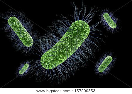 Escherichia coli bacterium, 3D illustration. Gram-negative bacterium with peritrichous flagella which is part of normal intestinal microflora and also causes enteric and other infections