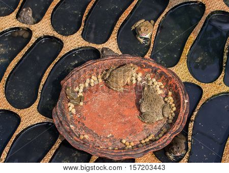 Brown frog eating happily in the pond.