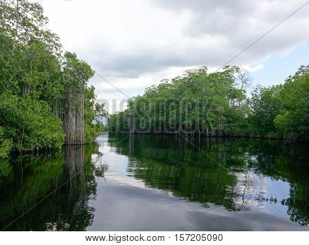 red mangroves (Rhizophora mangle) roots in Jamaica