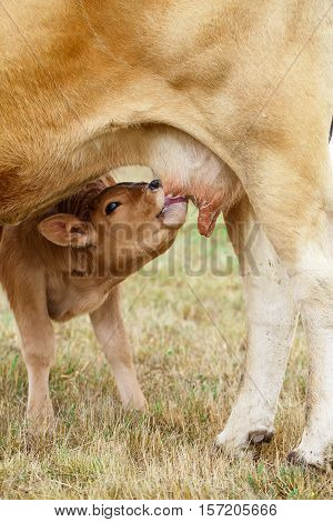 Calf drinking from the udder of the cow