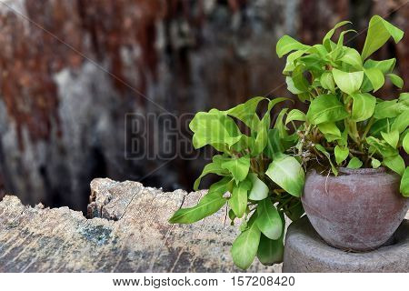 Pothos pot plant With a background as a flap brown wood.