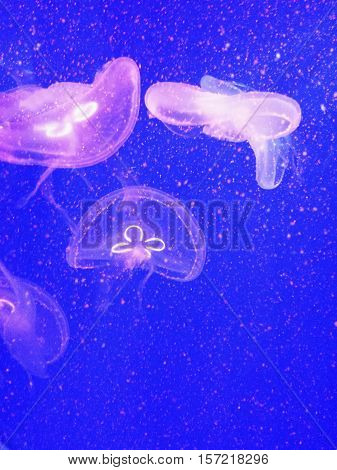 Fish in a big aquarium .Underwater fairy-tale world. jellyfish.