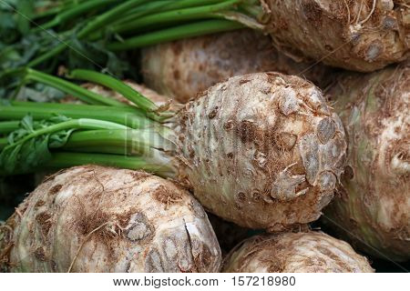 Knob Celery With Fresh Green Stalk Bunch