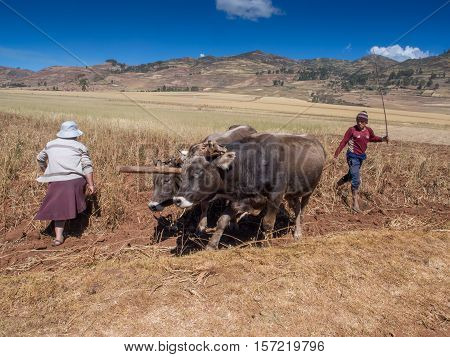 People With Oxen