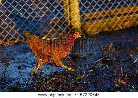 Pets speckled chickens in the village courtyard.