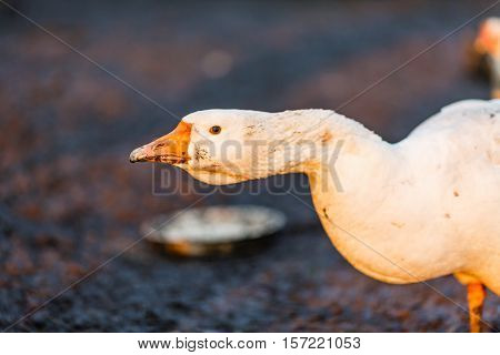 White goose on the village meadow close-up.