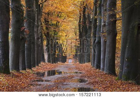 puddles on forest road between yellow leaves of beech trees in the autumn near arnhem in the netherlands