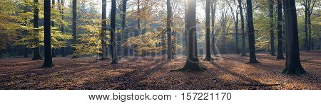 panorama of autumn leaves and beech trees in the fall near austerlitz in the province of utrecht
