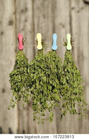 fresh marjoram (Origanum majorana) hang on string