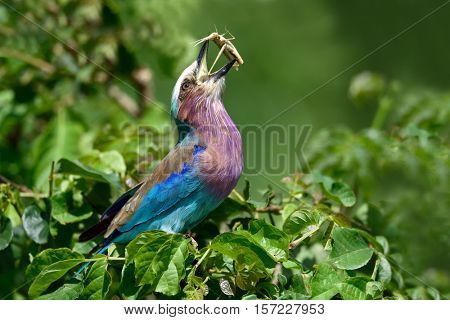 Lilac-breasted Roller (Coracias caudata) with catch 