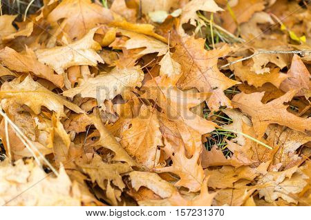 Dry Oak Leaves Lying On Ground