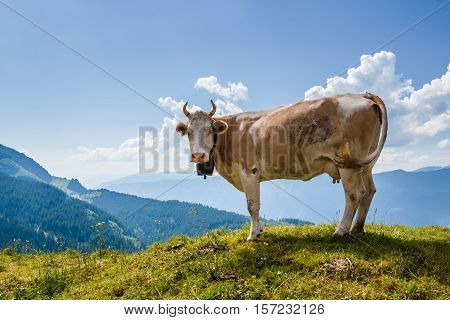 Cow Looking At Camera In Swiss Alps Near Bachsee
