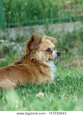 Dog chilling in a beaufitull green grass