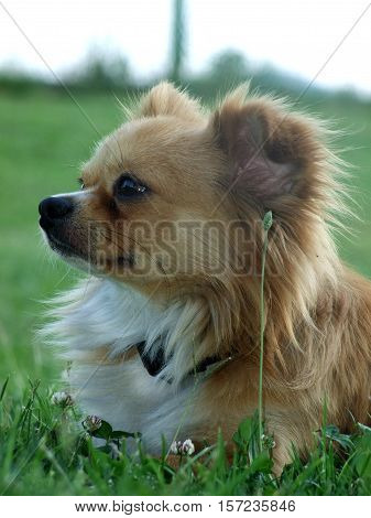 Dog chilling in a beautifull green grass