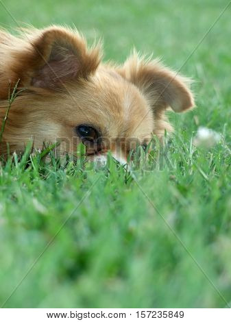 Dog chilling in a beautifull green grass