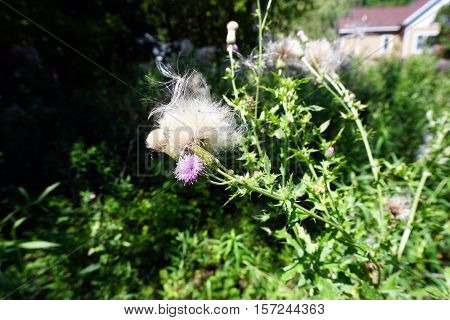 The seed heads of creeping thistle plants (Cirsium arvense), also called the Canada thistle, in a yard in Harbor Springs, Michigan during August.