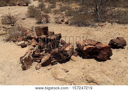 Petrified tree detail from Khorixas Namibia, Africa