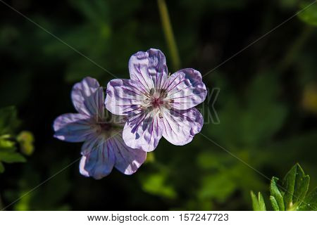 Lavender sticky geranium growing wild along a hiking trail in the Colorado mountains