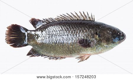 Climbing perch fish isolated on white background