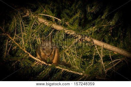A squirrel is sitting in a spruce eating.