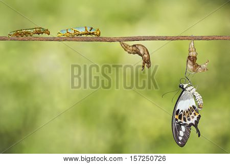 Transformation Of Banded Swallowtail Butterfly (papilio Demolion)
