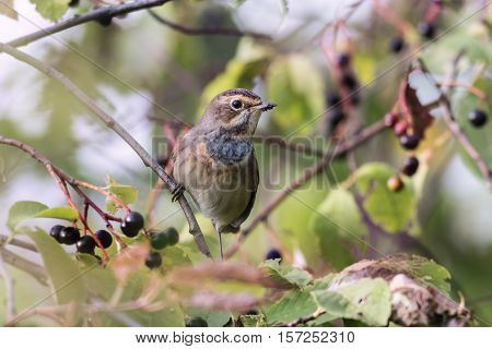 bluethroat (Luscinia svecica) sitting on a branch of bird cherry
