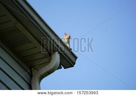 An eastern gray squirrel (Sciurus carolinensis) looks down from the gutter on the roof of a house in Joliet, Illinois.