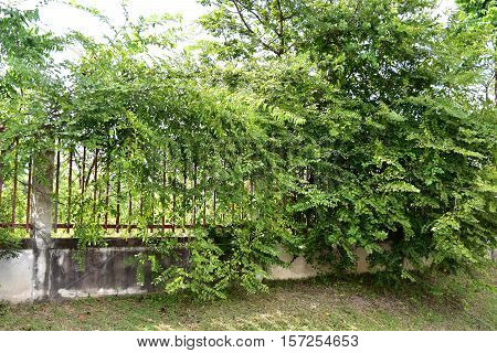 Dense trees along the fence should be trimmed so beautiful.