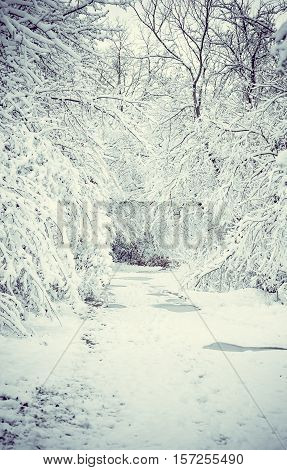 Snow-covered trees plants forest in winter filter, effect. Natural winter Christmas New Year background. Woodland snow under.