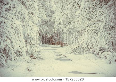 Snow-covered trees plants forest in winter filter, effect. Natural winter Christmas New Year background. Woodland snow under.