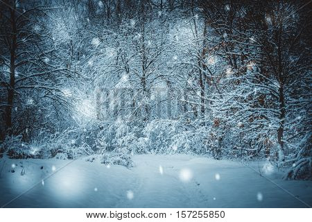 Snow-covered trees plants forest in winter filter, effect. Natural winter Christmas New Year background. Woodland snow under.