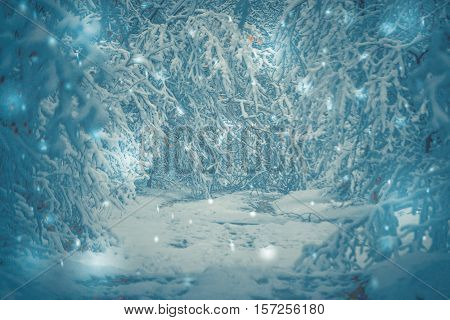 Snow-covered trees plants forest in winter filter, effect. Natural winter Christmas New Year background. Woodland snow under.