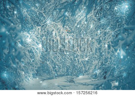 Snow-covered trees plants forest in winter filter, effect. Natural winter Christmas New Year background. Woodland snow under.