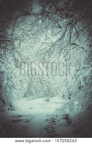 Snow-covered trees plants forest in winter filter, effect. Natural winter Christmas New Year background. Woodland snow under.