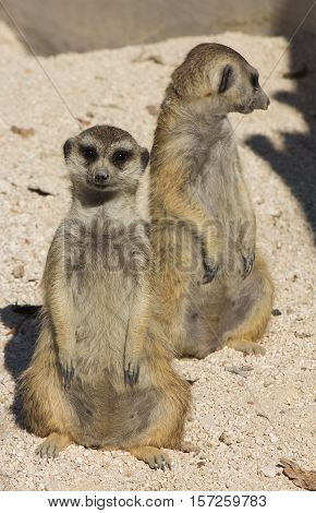 Photo of Funny cuple of funny meerkat