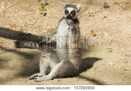 Portrait of crazy lemur eating fruit and lying on the ground