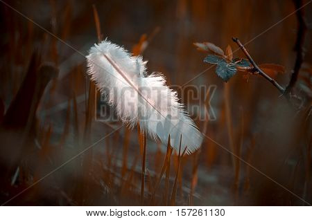 A white feather lying in the grass