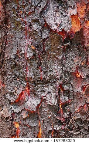 Corymbia terminalis also known as the desert bloodwood is a tree native to Australia