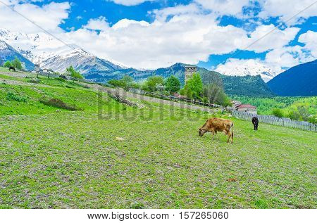 The cows graze on the hilly pasture in Mestia Upper Svaneti Georgia.