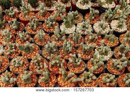 cactus in desert, cactus on rock, cactus Nature green background