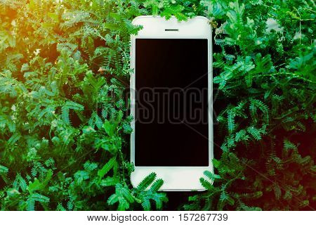 mobile smart phone on beaytiful green fearn