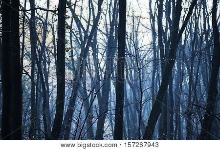 Dream-looking bluish forest. mist, haze, fog, trees