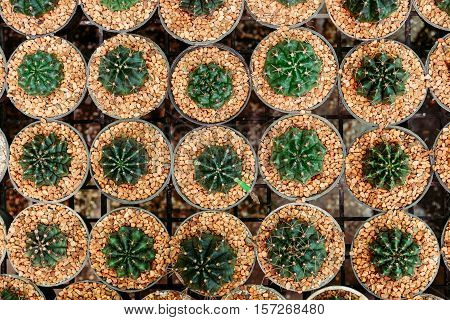small cactus in pot. morning market. top view