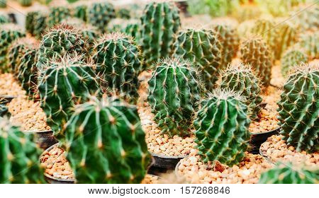 Various cactus plants Group of small cactus in the pot.