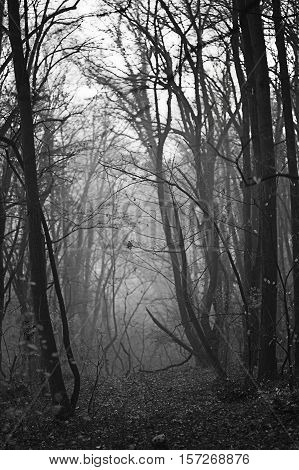 Unknown misty path. Foggy forest path or passage