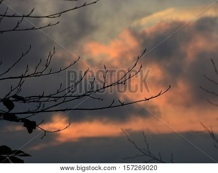 The branches with clouds before sundown evening